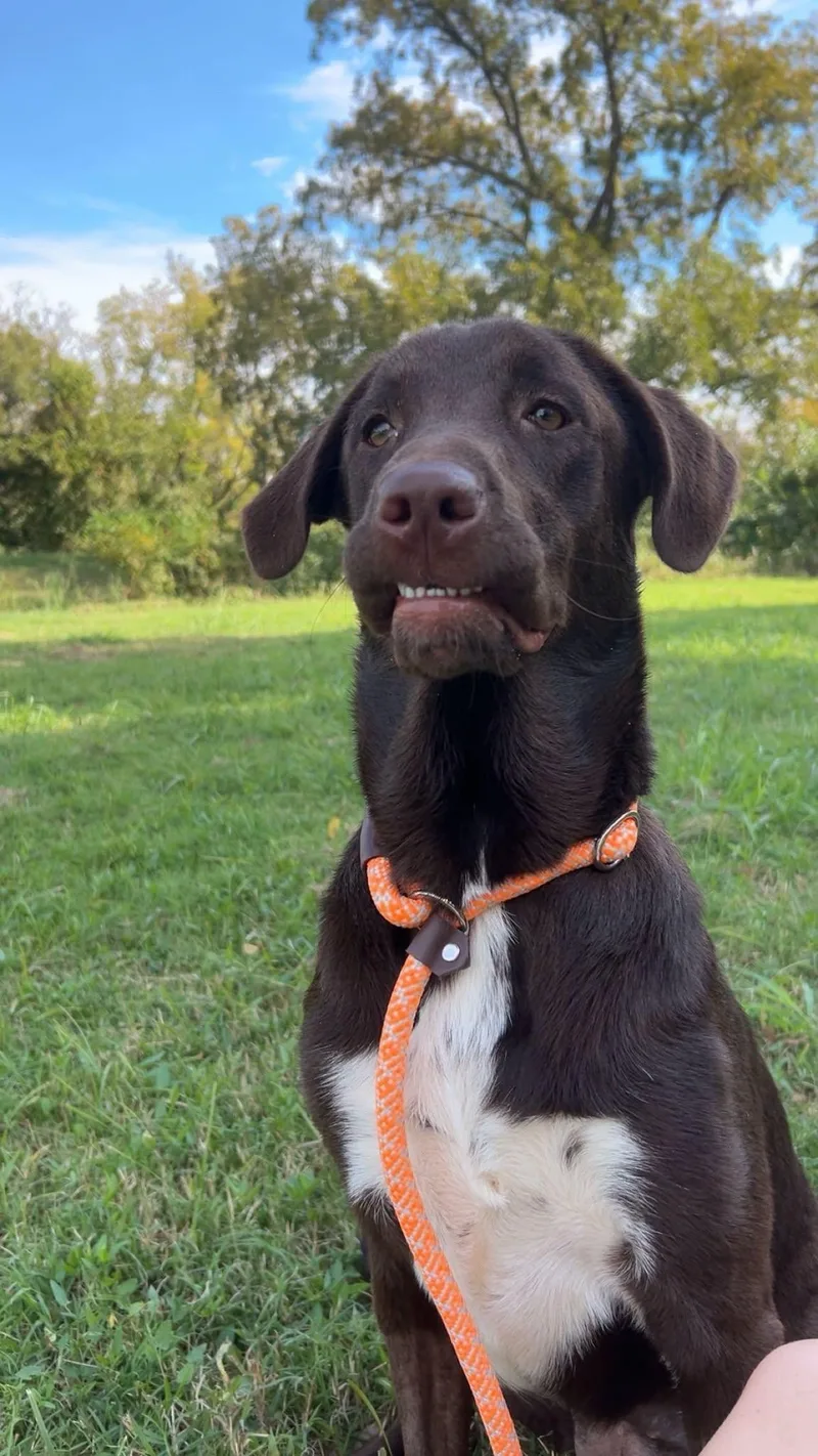 An adult medium-sized female Labrador Retriever dog named Fish for adoption in Stillwater, OK