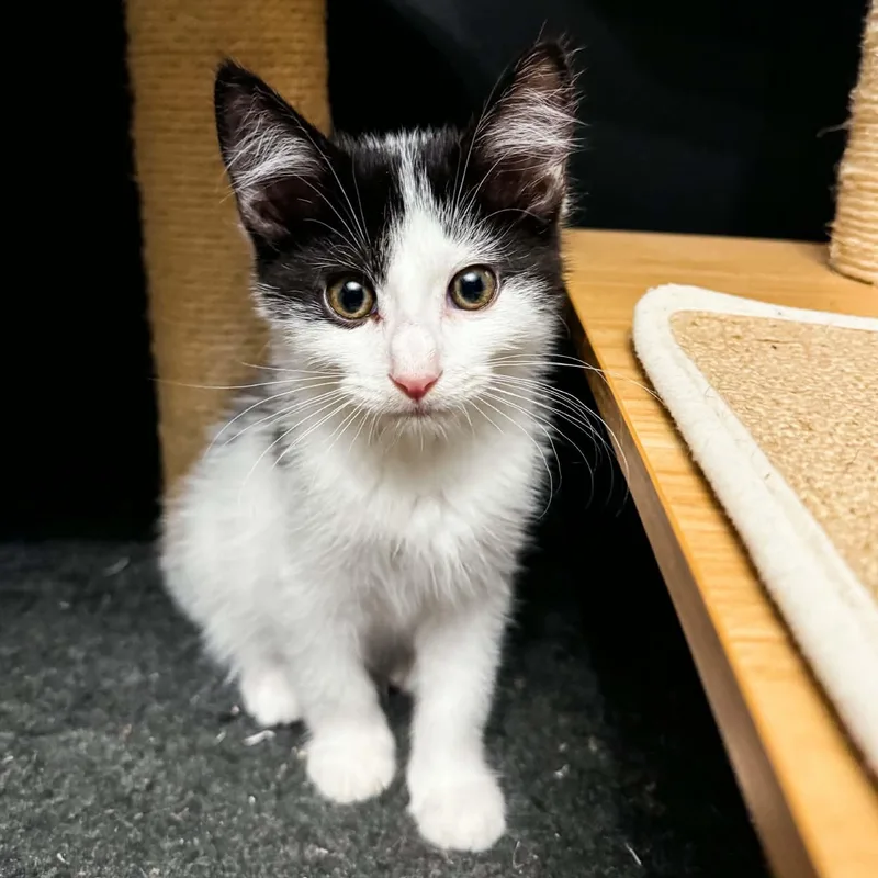 A baby medium-sized male White Domestic Short Hair cat named Shenandoah for adoption in Kentwood, MI