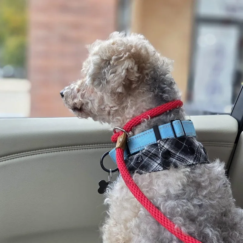 An adult small-sized female Poodle dog named Sebastian for adoption in Chicago, IL