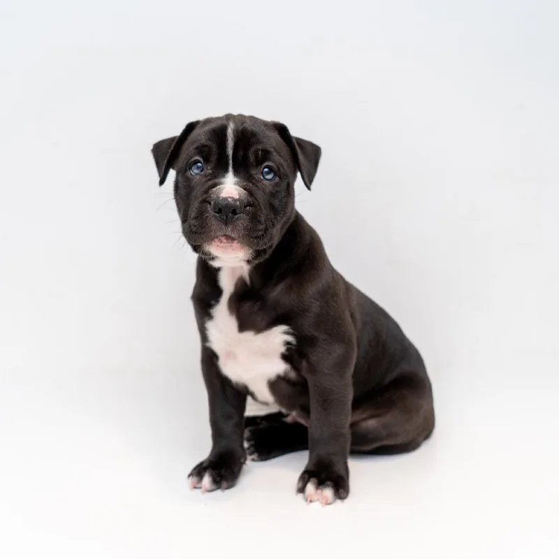 A baby small-sized male Black Retriever dog named David for adoption in New York, NY