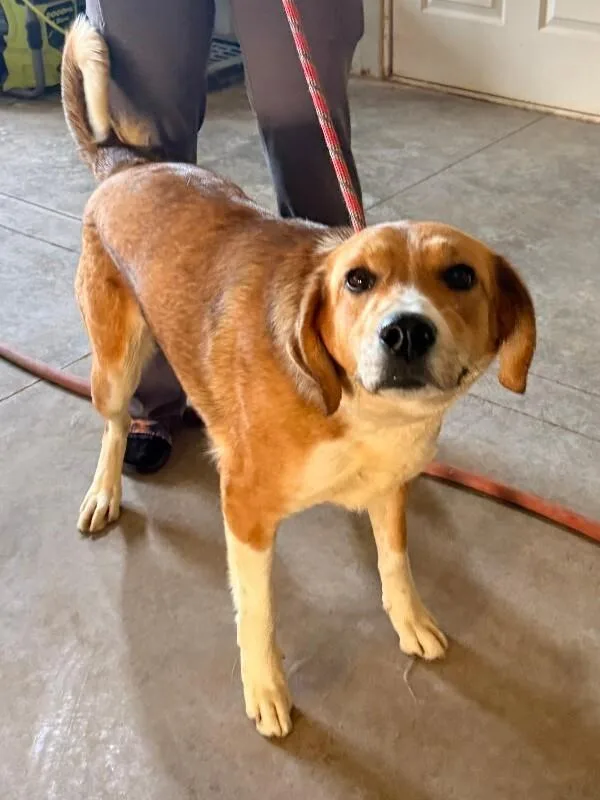 A young medium-sized female Hound dog named Blossom for adoption in Windsor, CO