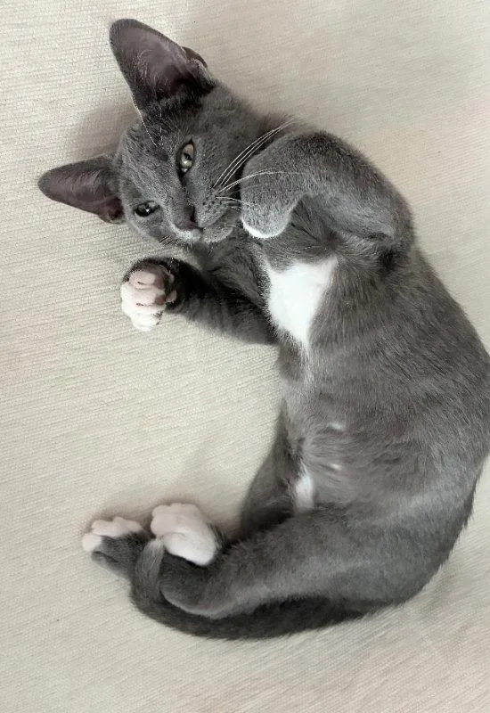 A young medium-sized female Gray & White Domestic Short Hair cat named Mimi for adoption in Ocala, FL