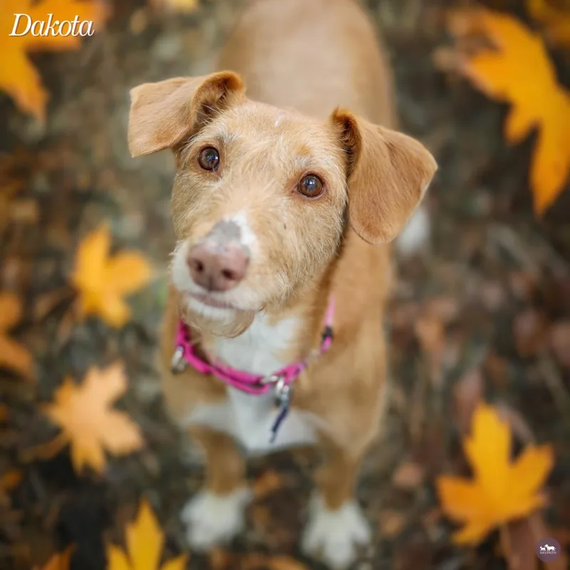 A senior medium-sized female Red / Chestnut / Orange Mixed Breed dog named Dakota for adoption in Hopkinton, MA