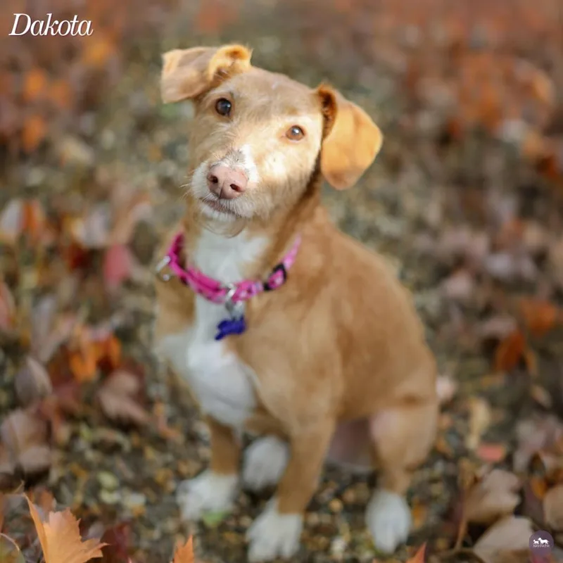 Dakota thumbnail 2