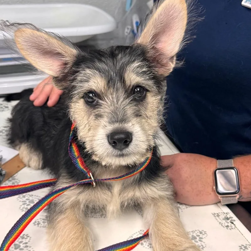 A baby small-sized female Black Terrier dog named Titi for adoption in Birdsboro, PA