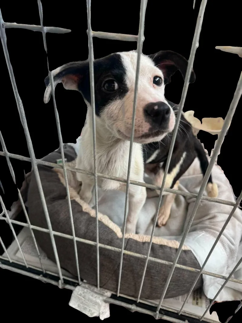 A baby medium-sized female Terrier dog named Birdie for adoption in Newport, KY