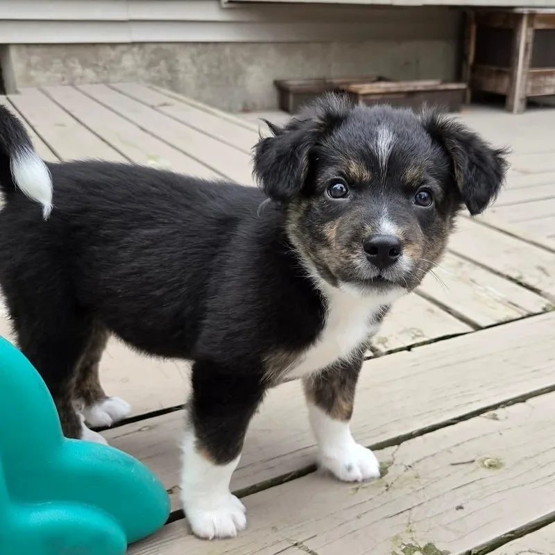 Lúcio Overwatch Support Squad thumbnail 2