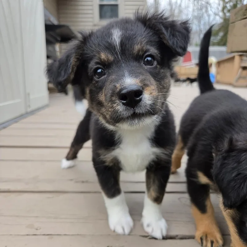 Lúcio Overwatch Support Squad thumbnail 3