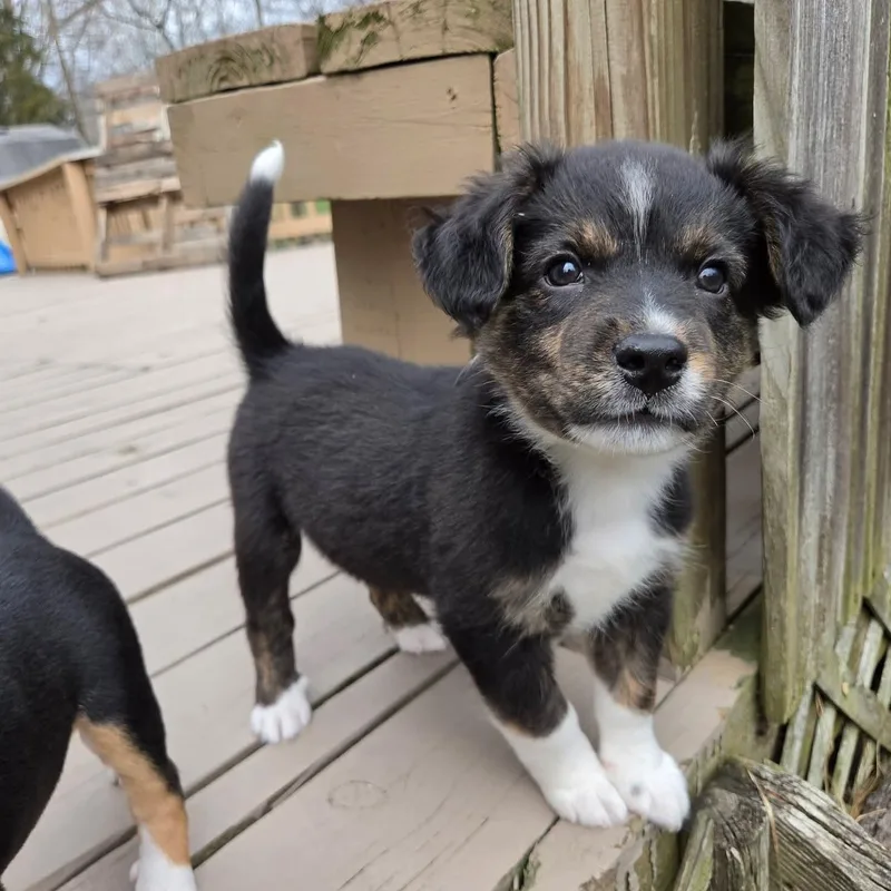 Lúcio Overwatch Support Squad thumbnail 4