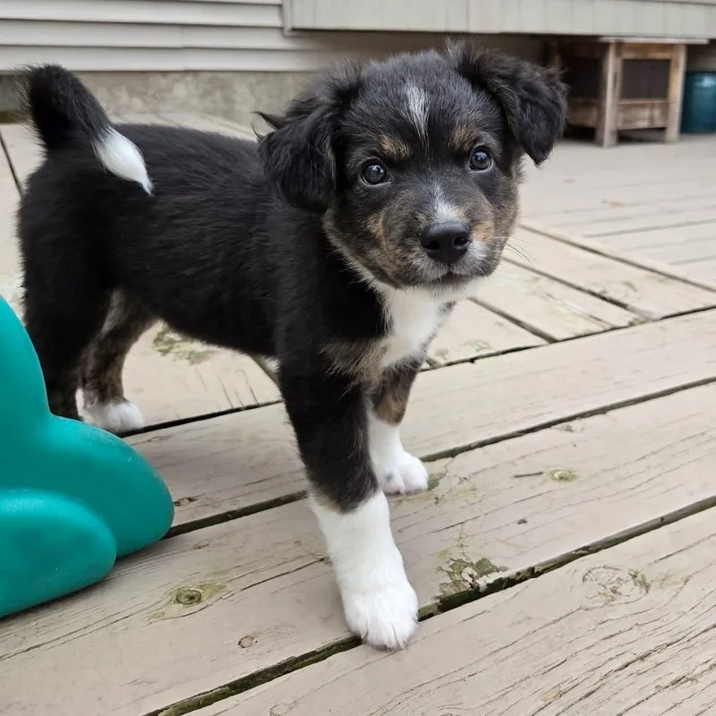 Lúcio Overwatch Support Squad thumbnail 5