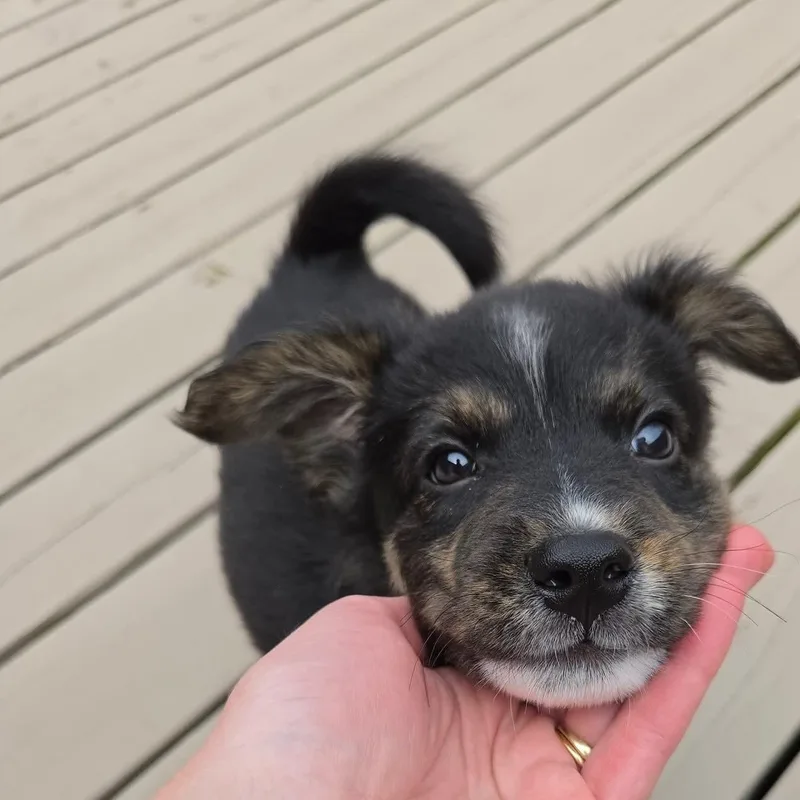 Lúcio Overwatch Support Squad thumbnail 6