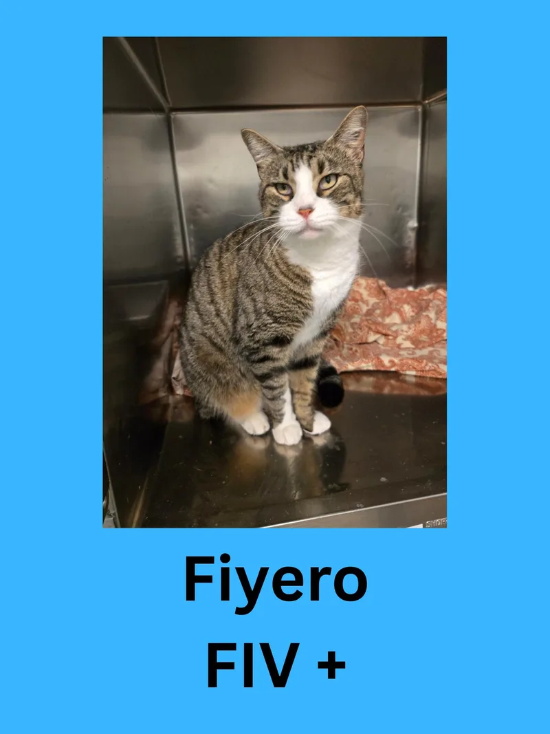 Fiyero