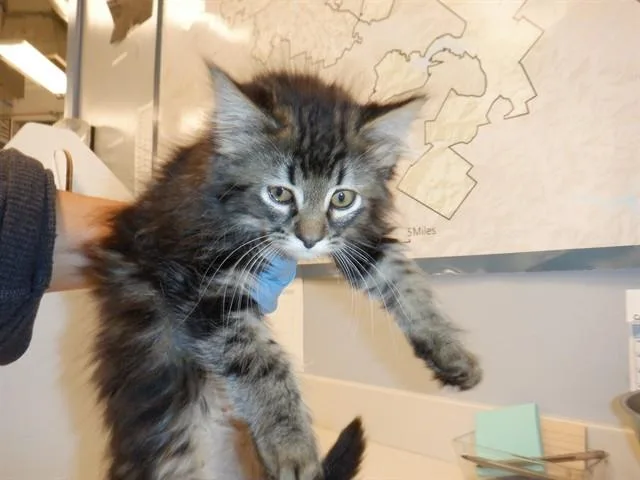 A baby small-sized male Domestic Long Hair cat named Zeus for adoption in San Jose, CA