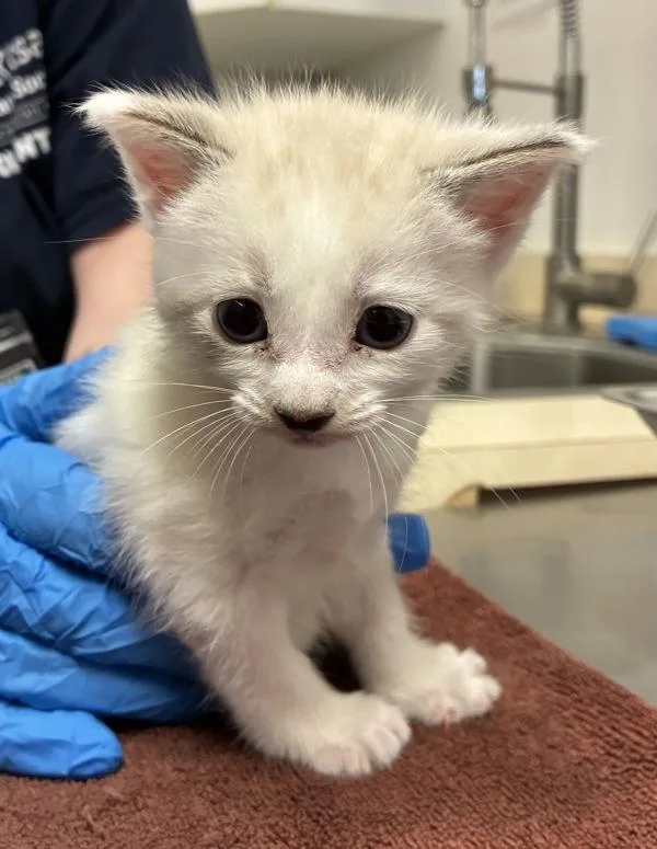 Smudge  Bonded W thumbnail 2