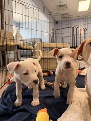 A baby medium-sized male Mixed Breed dog named Huey for adoption in Madison, NJ