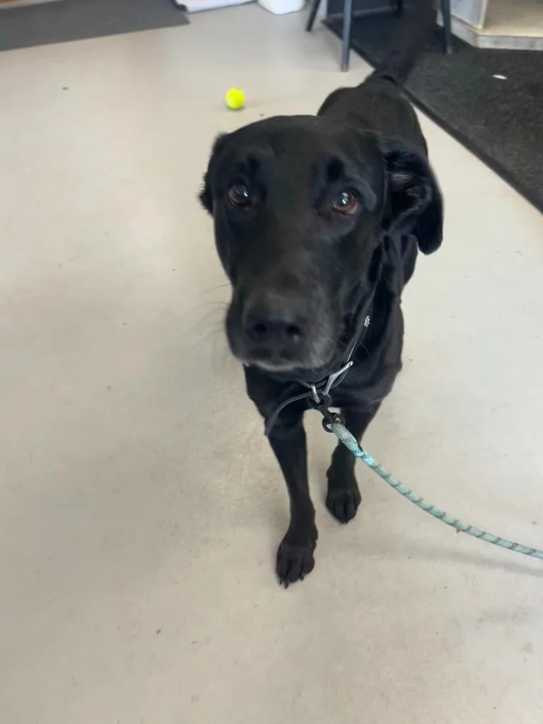 A young large-sized male Black Labrador Retriever dog named Rockie for adoption in New Kensington, PA