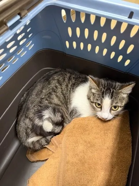 A baby large-sized female Domestic Short Hair cat named Beatrice for adoption in Santa Maria, CA