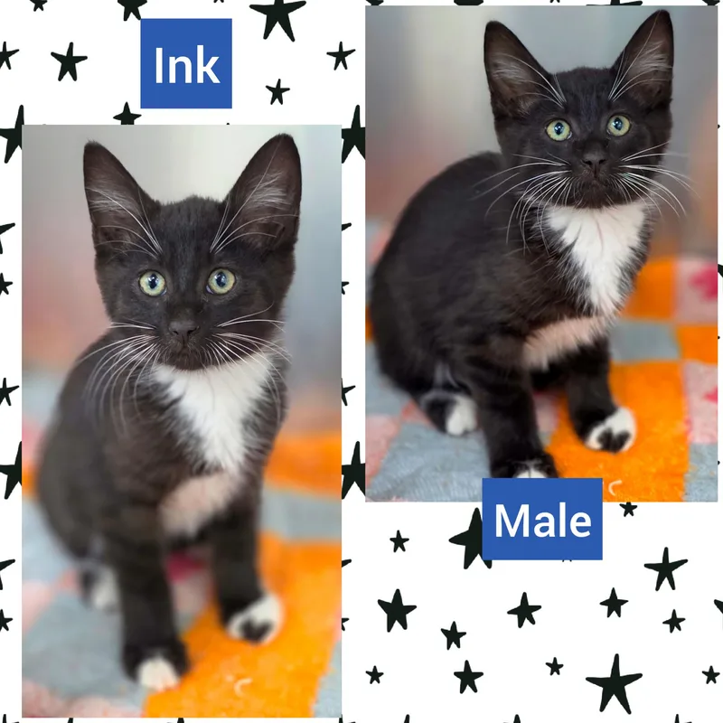 A baby medium-sized male Black & White / Tuxedo Domestic Short Hair cat named Ink for adoption in Beaverton, OR