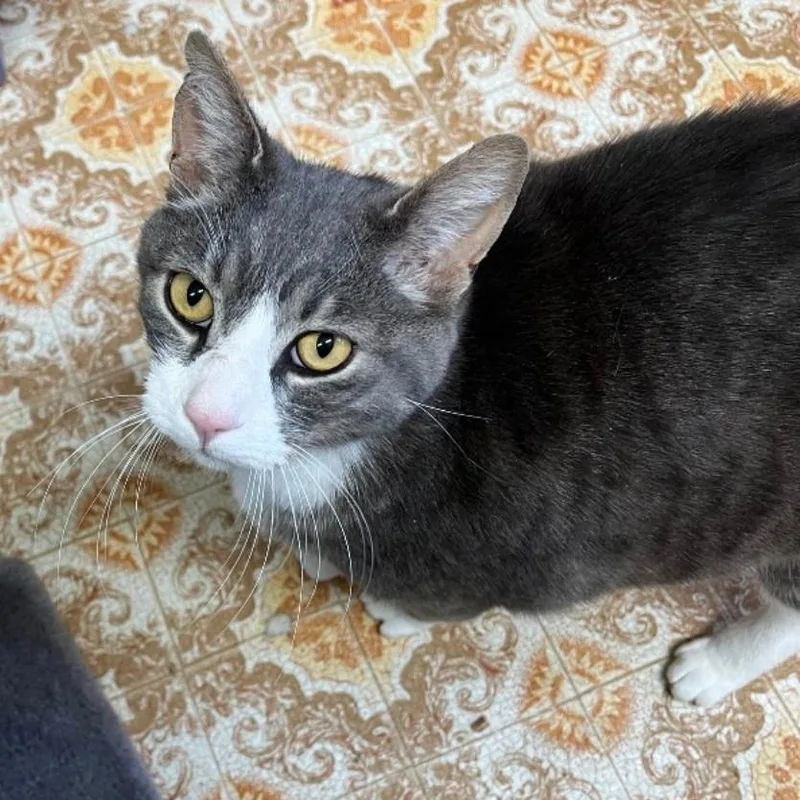 An adult large-sized male Domestic Short Hair cat named Garfield for adoption in Aberdeen, WA