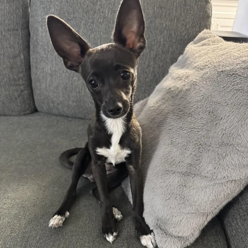 A baby small-sized male Black Chihuahua dog named Rudy for adoption in Spokane, WA