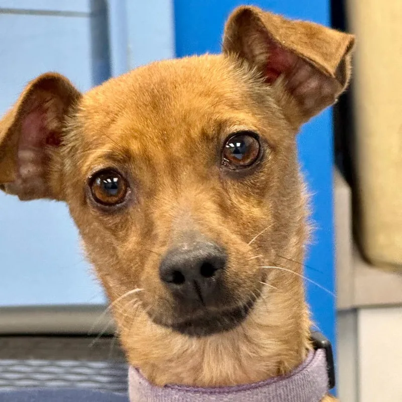 Ricochet thumbnail 2