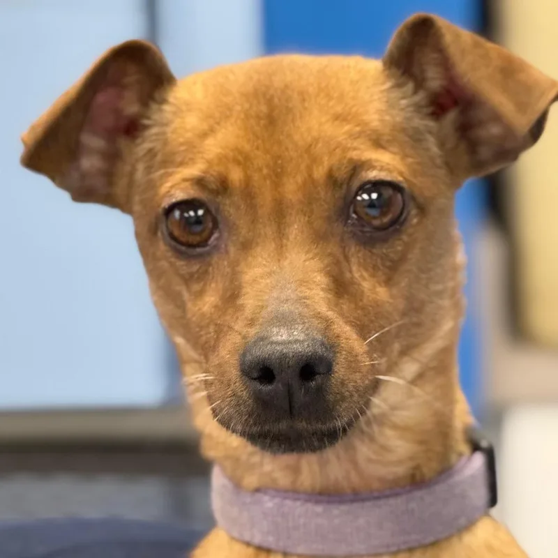 Ricochet thumbnail 3