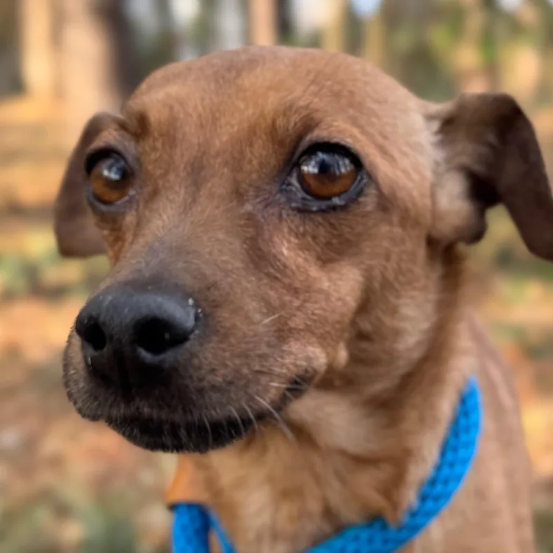 Ricochet thumbnail 4