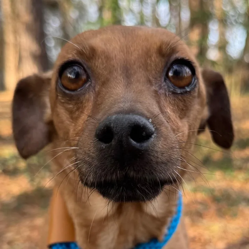 Ricochet thumbnail 5