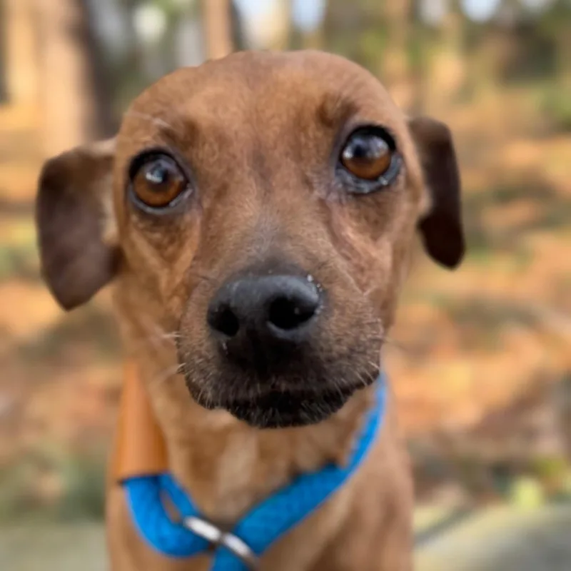 Ricochet thumbnail 6