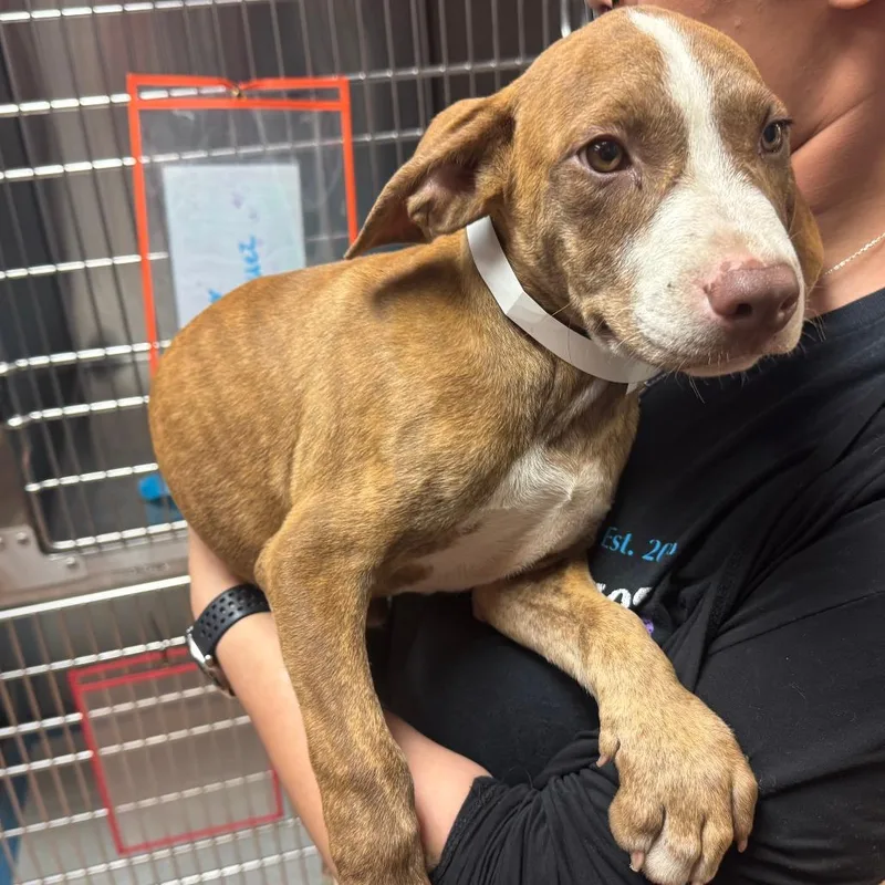 A baby small-sized male Brindle Mixed Breed dog named Tiger for adoption in Columbus, GA