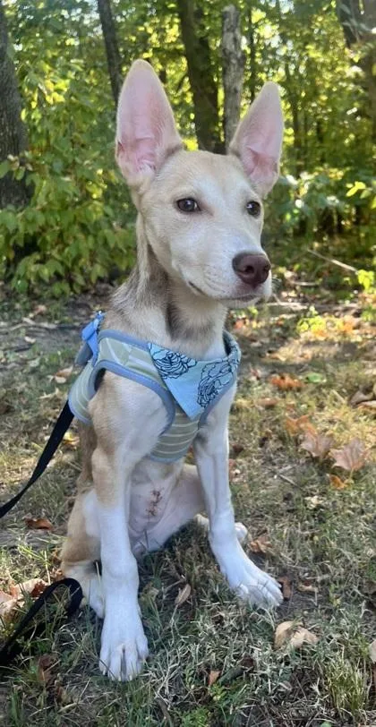 A baby medium-sized female Husky dog named Honey for adoption in Morton Grove, IL
