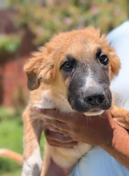 An adult large-sized male Great Pyrenees dog named Denali for adoption in Mansfield, TX