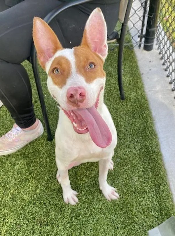 An adult medium-sized female Terrier dog named Ginger for adoption in Lafayette, LA