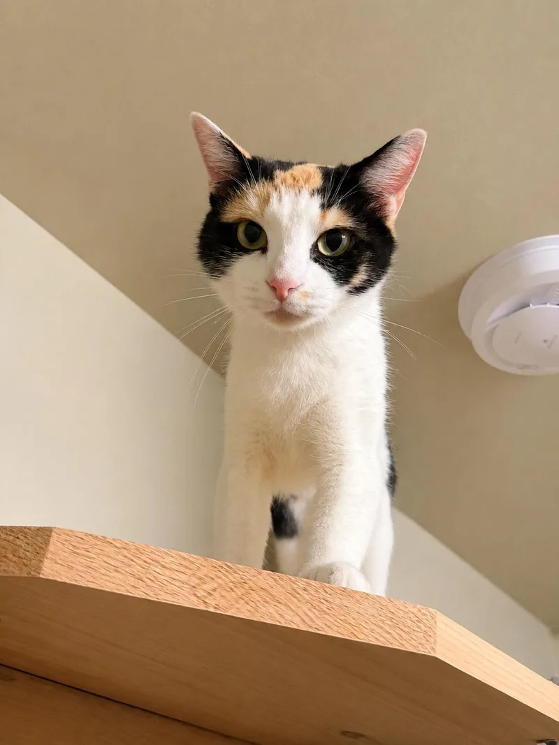 A young small-sized female Calico Domestic Short Hair cat named Nadia โ Petite for adoption in Bloomfield, NJ