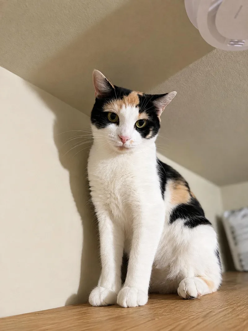 Nadia — Petite  thumbnail 2