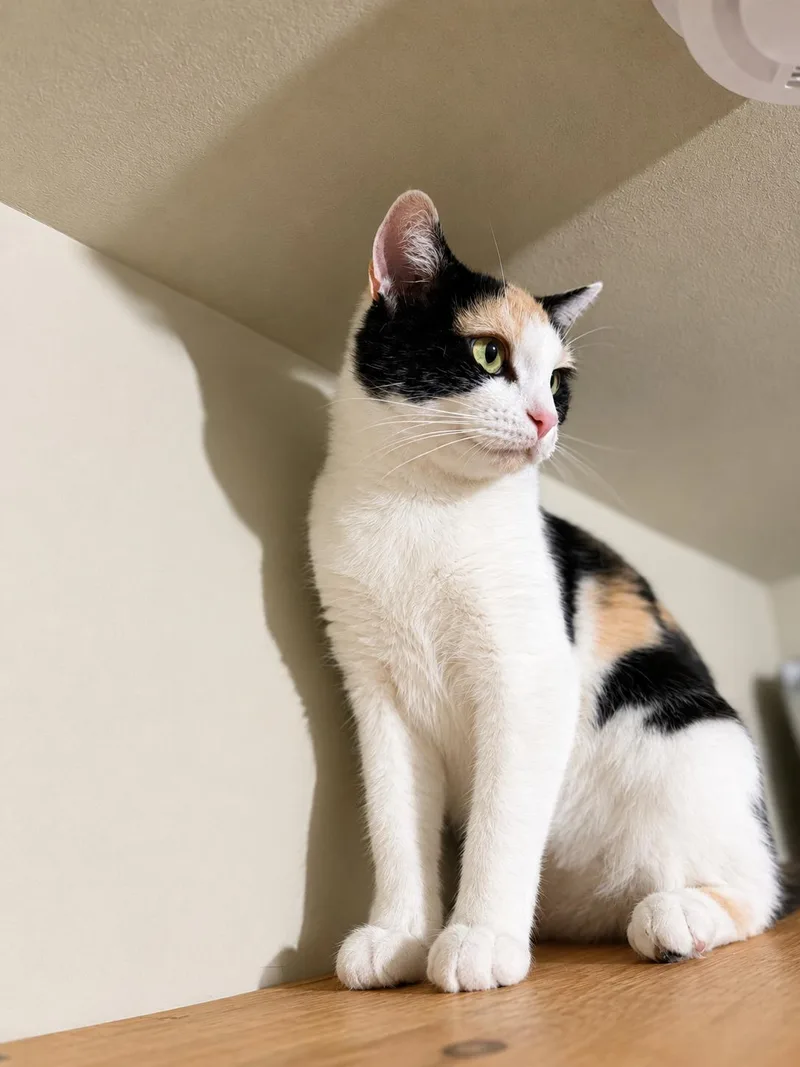 Nadia — Petite  thumbnail 3