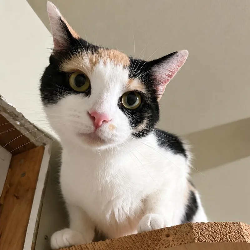 Nadia — Petite  thumbnail 5