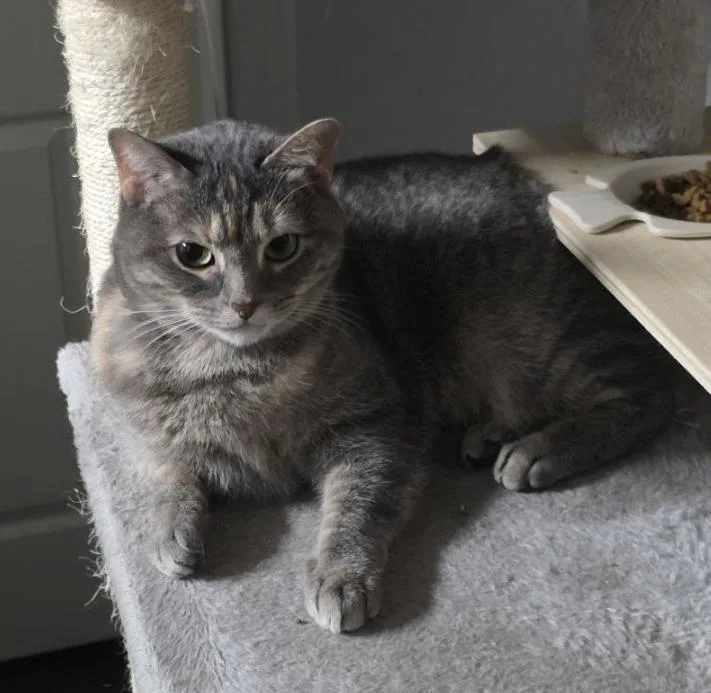 A young medium-sized female Domestic Short Hair cat named Calista for adoption in McKinney, TX