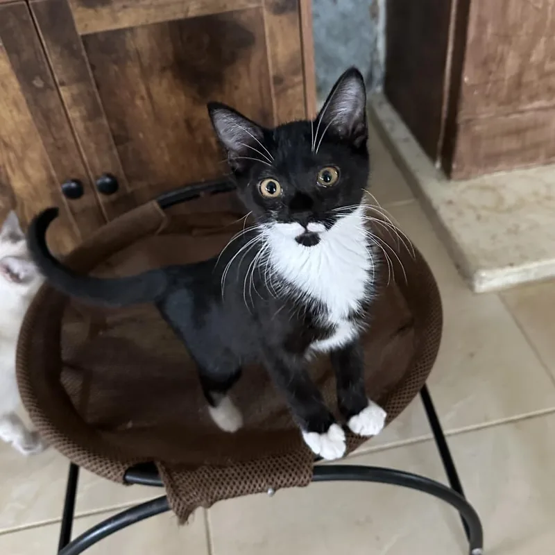 A young medium-sized female Black & White / Tuxedo Domestic Short Hair cat named Puffin for adoption in Hollywood, FL