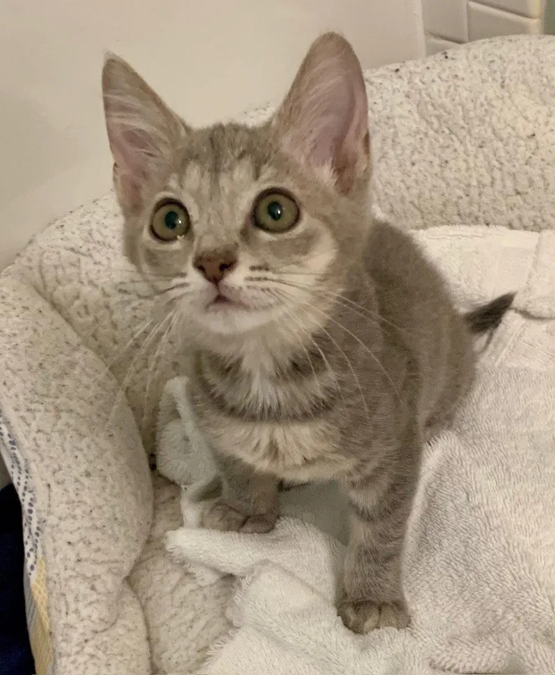 A baby medium-sized female Gray / Blue / Silver Domestic Short Hair cat named Zola for adoption in Wesley Chapel, FL