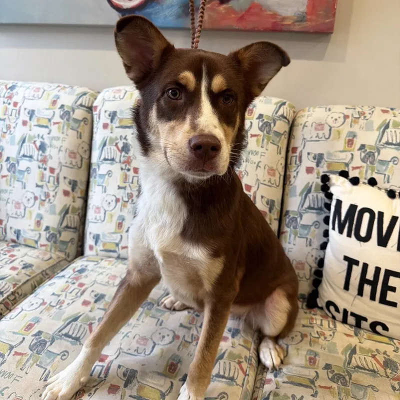 A young medium-sized male Brown / Chocolate Husky dog named Rolo U for adoption in Tupelo, MS