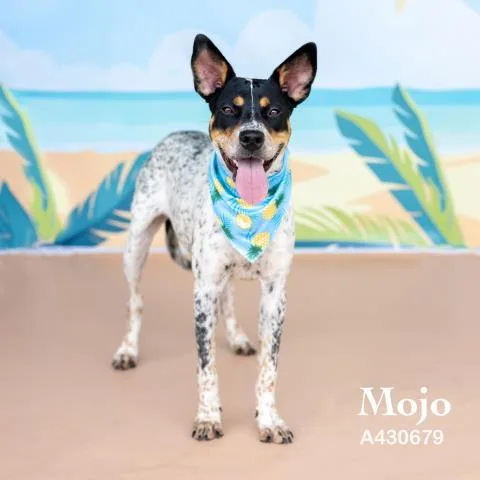 Mojo