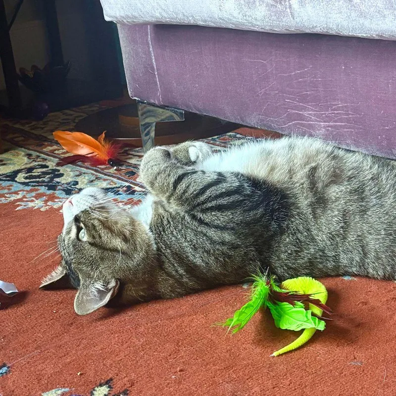 An adult medium-sized male Domestic Short Hair cat named Biggie for adoption in Brooklyn, NY