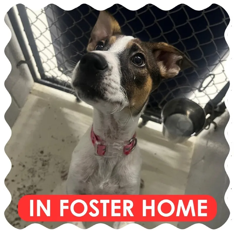 A baby small-sized female Terrier dog named Moonpie for adoption in Delaware, OH
