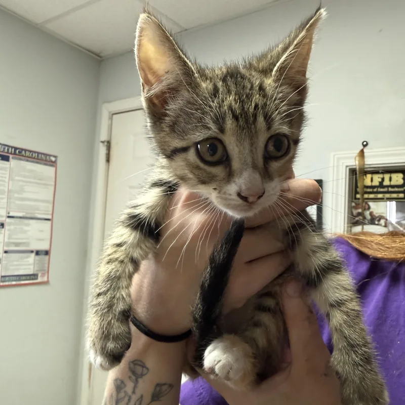 A baby medium-sized female Tabby cat named Lil Poundcake for adoption in Columbia, SC