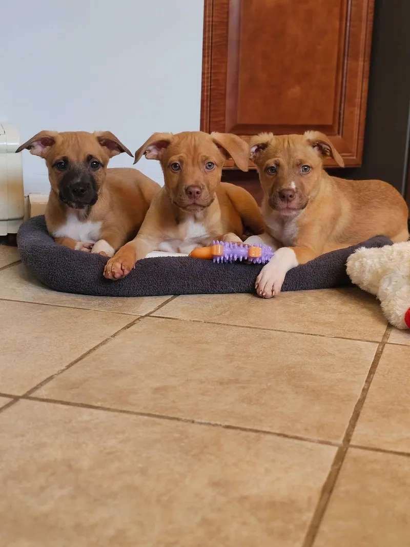 A baby medium-sized male Mixed Breed dog named Mitch for adoption in Holbrook, NY