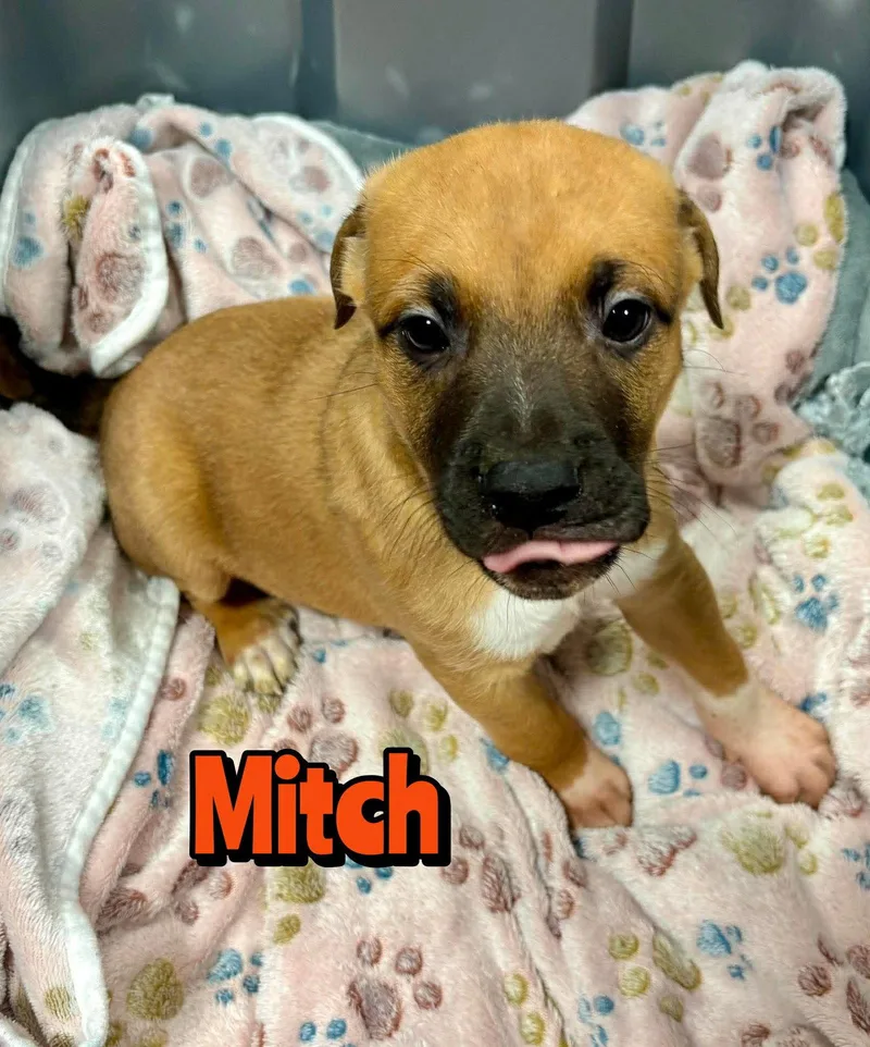 Mitch thumbnail 3