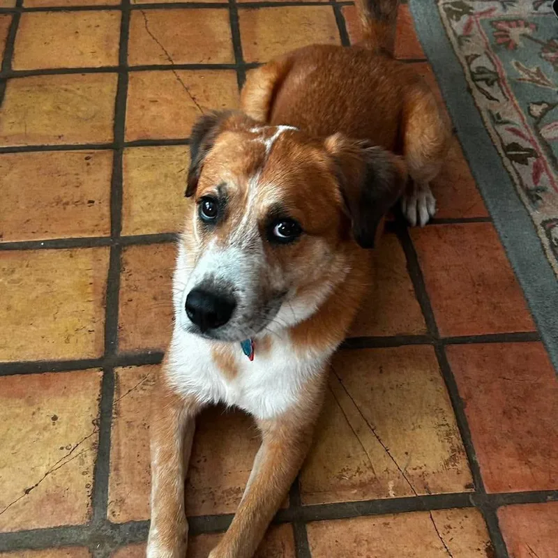 An adult medium-sized male Yellow / Tan / Blond / Fawn Mixed Breed dog named Duke for adoption in Wadena, MN