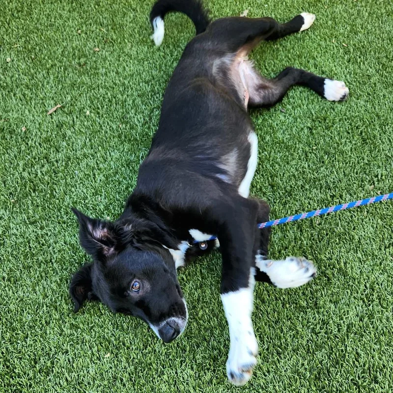 A young medium-sized female Black Border Collie dog named Yertle for adoption in Falls Church, VA