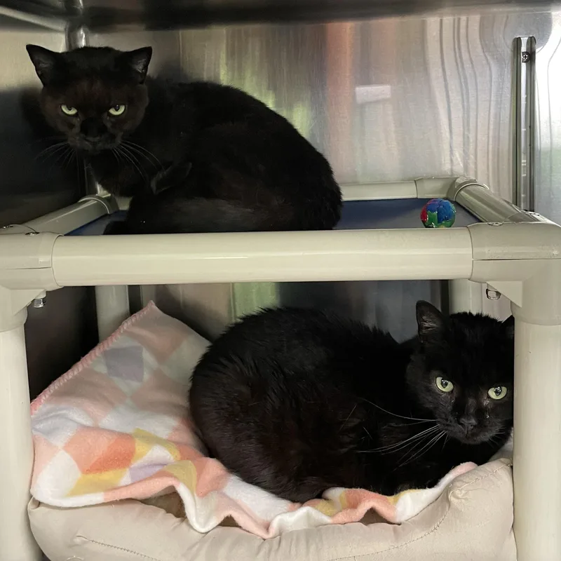 A senior medium-sized female Black American Shorthair cat named Bella And Lizzie for adoption in North Kingstown, RI